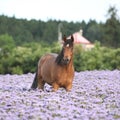 Nice arabian horse standing in fiddleneck field Royalty Free Stock Photo