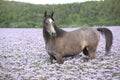 Nice arabian horse standing in fiddleneck field Royalty Free Stock Photo