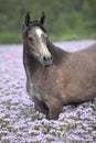 Nice arabian horse standing in fiddleneck field Royalty Free Stock Photo