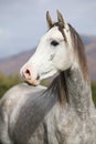 Nice arabian stallion with long mane in autumn Royalty Free Stock Photo