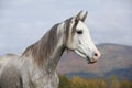 Nice arabian stallion with long mane in autumn Royalty Free Stock Photo