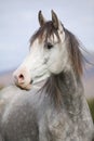 Nice arabian stallion with long mane in autumn Royalty Free Stock Photo
