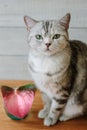 Nice aroma concept - cat sitting behind the nice scent flower. Royalty Free Stock Photo