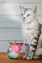 Nice aroma concept - cat sitting behind the nice scent flower. Royalty Free Stock Photo