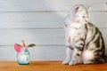 Nice aroma concept - cat sitting behind the nice scent flower. Royalty Free Stock Photo