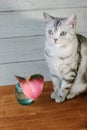 Nice aroma concept - cat sitting behind the nice scent flower. Royalty Free Stock Photo