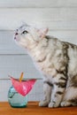 Nice aroma concept - cat sitting behind the nice scent flower. Royalty Free Stock Photo