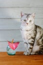 Nice aroma concept - cat sitting behind the nice scent flower. Royalty Free Stock Photo
