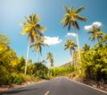 Nice asfalt road with palm trees