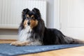 Nice attentive little sheltie, small collie relaxing inside the house near heating battery