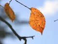 Nice autumn birch tree twig Royalty Free Stock Photo