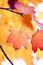 Nice autumn foliage