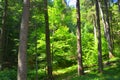 Nice autumn landscape inside the forests of Transylvania, Romania