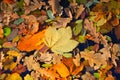Nice autumn leafs on water surface Royalty Free Stock Photo