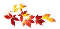 Nice autumn leaves on a twig, isolated Royalty Free Stock Photo