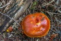 Autumn mushroom in wild forest in Quebec, Canada Royalty Free Stock Photo