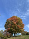 Nice autumn in the park Royalty Free Stock Photo