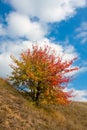 Nice autumn tree