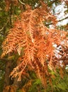 nice autumn tree on lovely nature