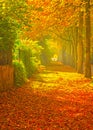 Nice autumnal scene