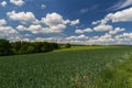 Nice barley green field with meadow, trees and cloudy blue sky, Czech landscape Royalty Free Stock Photo