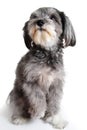 Nice dog Royalty Free Stock Photo