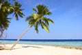 NICE BEACH WITH PALM TREES Royalty Free Stock Photo