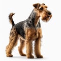 Nice bearded dog breed Airedale Terrier isolated on white close-up, Royalty Free Stock Photo