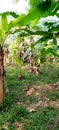 Nice and beautiful banana garden