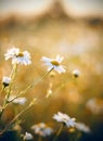 Nice beautiful daisies on a Sunny joyful meadow Royalty Free Stock Photo