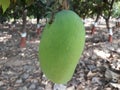 Beautiful Green Mango with Mango Trees in the Negara Royalty Free Stock Photo