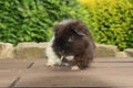 Guinea pig on the terrace Royalty Free Stock Photo