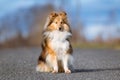 purebred sable white sheltand sheepdog, sheltie sitting outside on the road Royalty Free Stock Photo