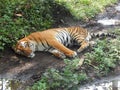 Nice Bengal Tiger.