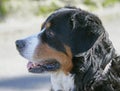 Nice Berner Dog 3