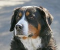 Nice Berner Dog 6 Royalty Free Stock Photo