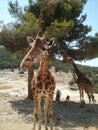 Nice, big, funny giraffe in the safari park.