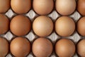 Nice big rural fresh eggs in cardboard egg box holder Royalty Free Stock Photo