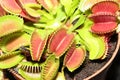 Nice big venus flytrap plant Royalty Free Stock Photo