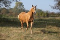 Nice big warmblood running on pasturage Royalty Free Stock Photo