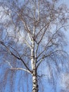 Beautiful tree and cloudy sky in spring, Lithuania Royalty Free Stock Photo