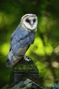 Nice bird barn owl, Tito alba, sitting on stone fence in forest cemetery, nice blurred light green the background Royalty Free Stock Photo