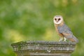 Nice bird barn owl, Tito alba, sitting on stone fence in forest cemetery, nice blurred light green the background. Wildlife scene Royalty Free Stock Photo