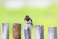 Nice bird barn swallow sitting on an old wooden fence and sings Royalty Free Stock Photo