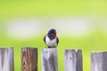 Nice bird barn swallow sitting on an old wooden fence Sunny day Royalty Free Stock Photo