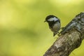 The coal tit or cole tit, (Periparus ater) on dry branches Royalty Free Stock Photo