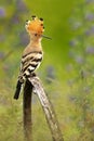 Nice bird with crest Hoopoe, Upupa epops, sitting in violet flower Royalty Free Stock Photo