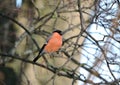 Beautiful bird resting on tree branch, Lithuania Royalty Free Stock Photo