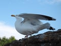 Seagull-nice bird waiting for food, intriguing background, blue sky with small clouds,nice colored Royalty Free Stock Photo