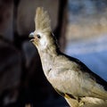 Punk hairstyle - one of many funny species of birds in Africa